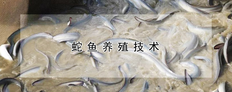 蛇魚養殖技術