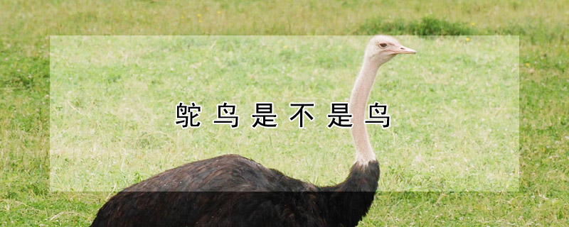 鴕鳥是不是鳥