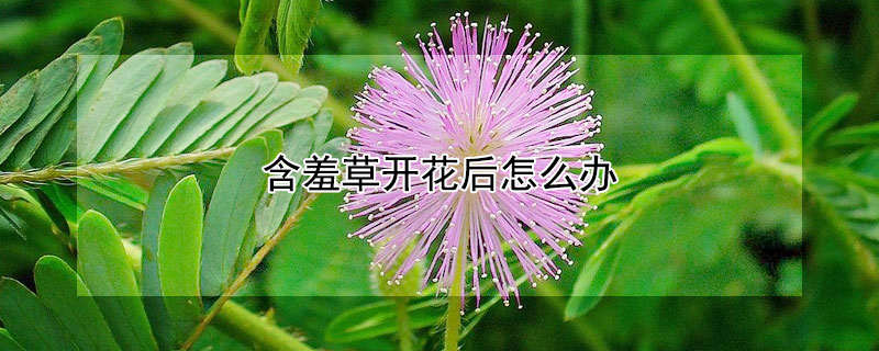 含羞草開(kāi)花后怎么辦