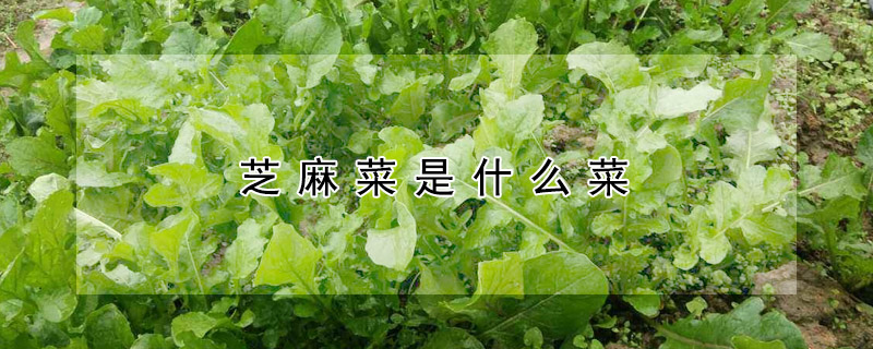 芝麻菜是什么菜