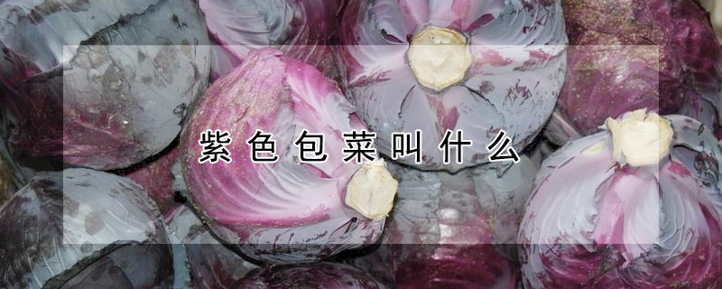 紫色包菜叫什么