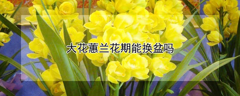 大花蕙蘭花期能換盆嗎