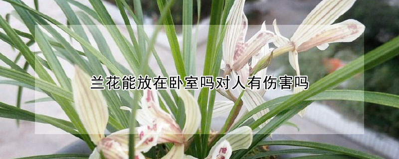 蘭花能放在臥室嗎對(duì)人有傷害嗎