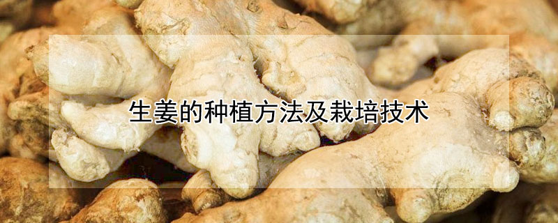 生姜的種植方法及栽培技術