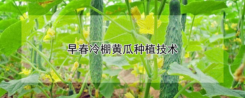 早春冷棚黃瓜種植技術(shù)