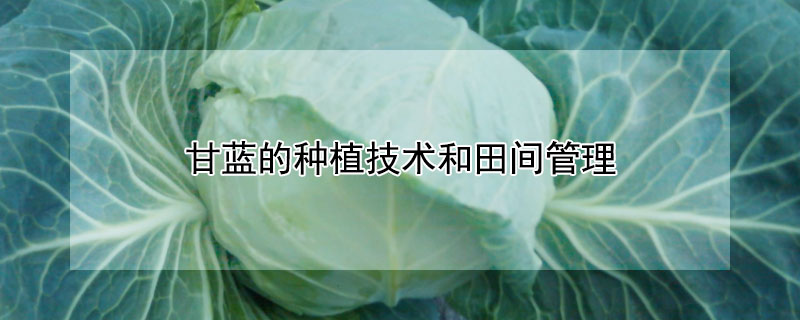 甘藍(lán)的種植技術(shù)和田間管理