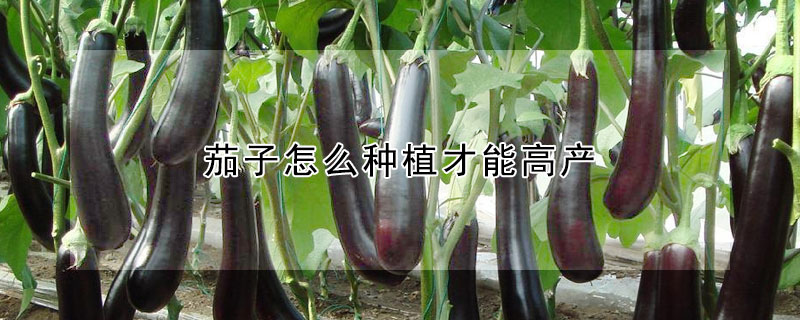 茄子怎么種植才能高產