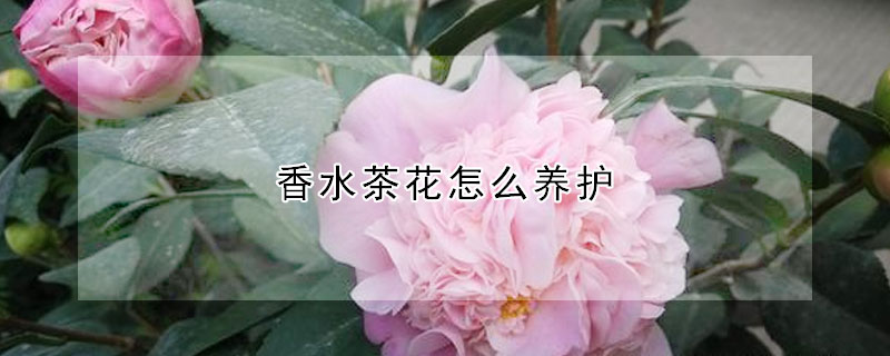 香水茶花怎么養護