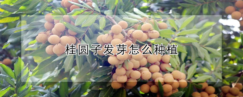 桂圓子發芽怎么種植