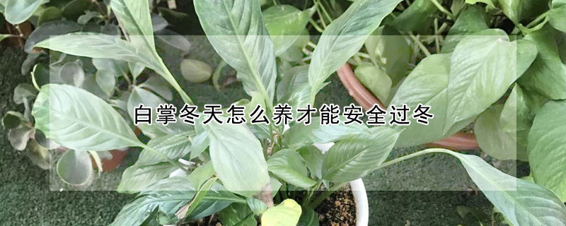 白掌冬天怎么養才能安全過冬