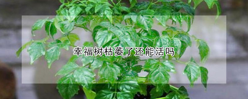 幸福樹枯萎了還能活嗎