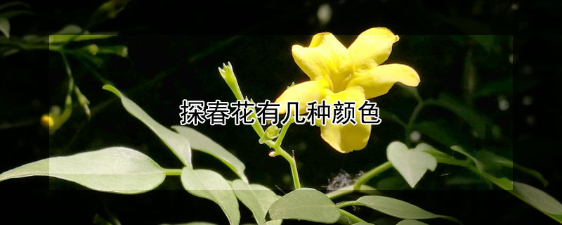 探春花有幾種顏色