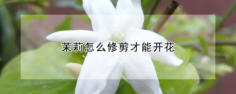 茉莉怎么修剪才能開花