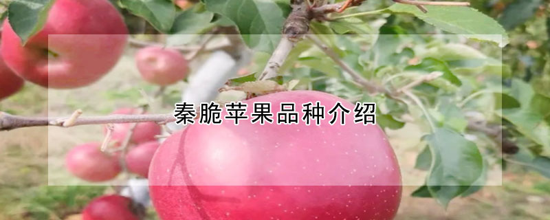 秦脆蘋果品種介紹