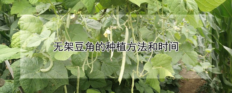 無架豆角的種植方法和時間