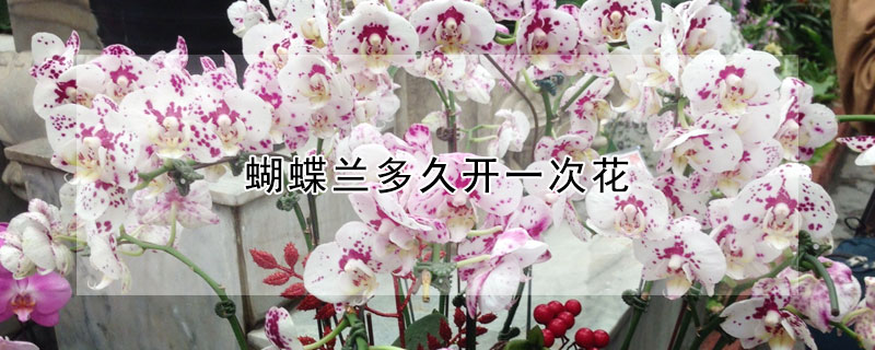 蝴蝶蘭多久開一次花