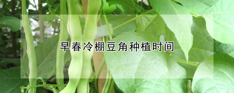 早春冷棚豆角種植時間