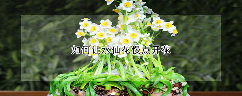 如何讓水仙花慢點開花