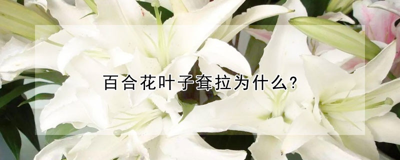 百合花葉子耷拉為什么?