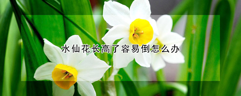 水仙花長高了容易倒怎么辦