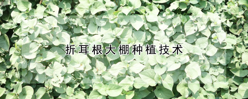 折耳根大棚種植技術(shù)