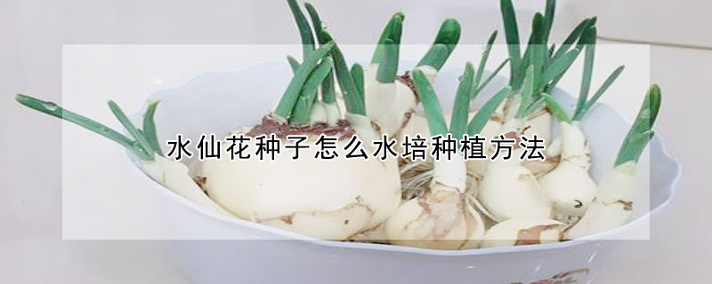 水仙花種子怎么水培種植方法