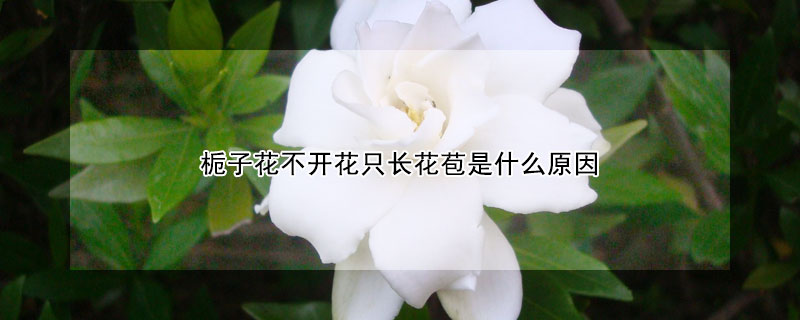 梔子花不開花只長花苞是什么原因