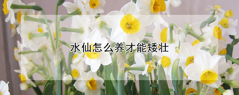 水仙怎么養(yǎng)才能矮壯