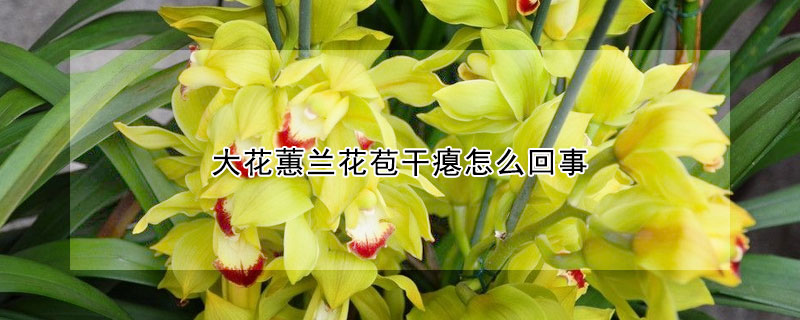 大花蕙蘭花苞干癟怎么回事