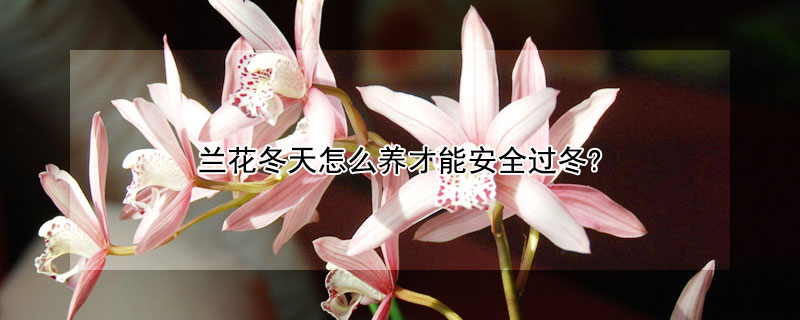 蘭花冬天怎么養(yǎng)才能安全過冬?