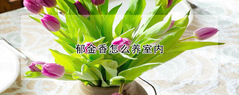 郁金香怎么養(yǎng)室內(nèi)