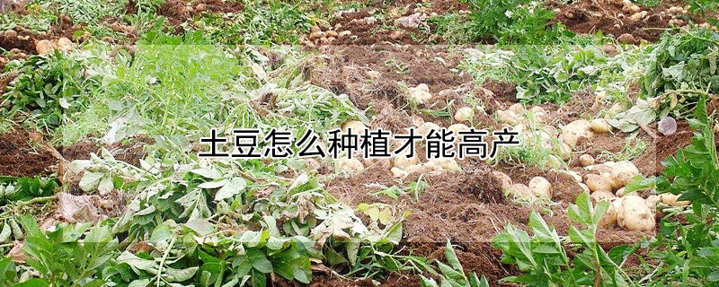 土豆怎么種植才能高產(chǎn)