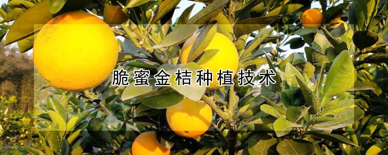 脆蜜金桔種植技術(shù)