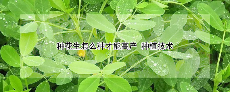 種花生怎么種才能高產 種植技術