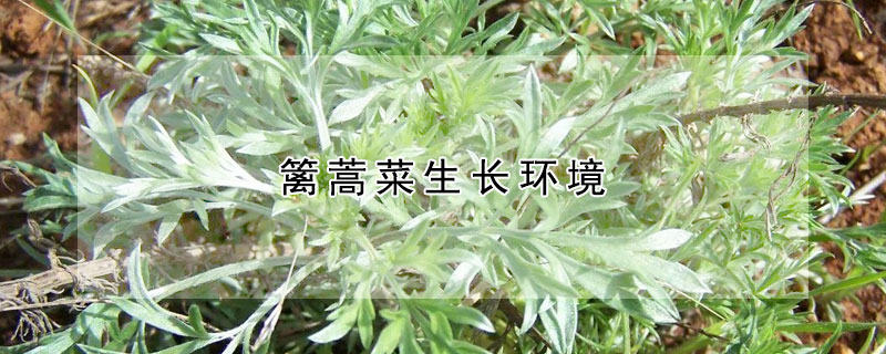 籬蒿菜生長環(huán)境