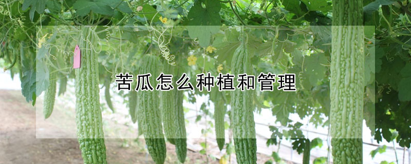 苦瓜怎么種植和管理