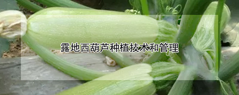 露地西葫蘆種植技術(shù)和管理