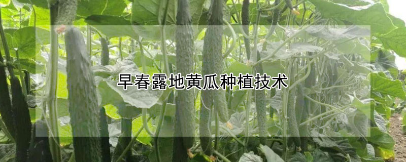 早春露地黃瓜種植技術(shù)