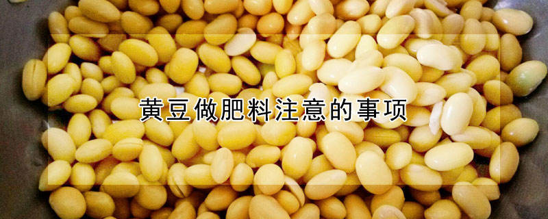 黃豆做肥料注意的事項