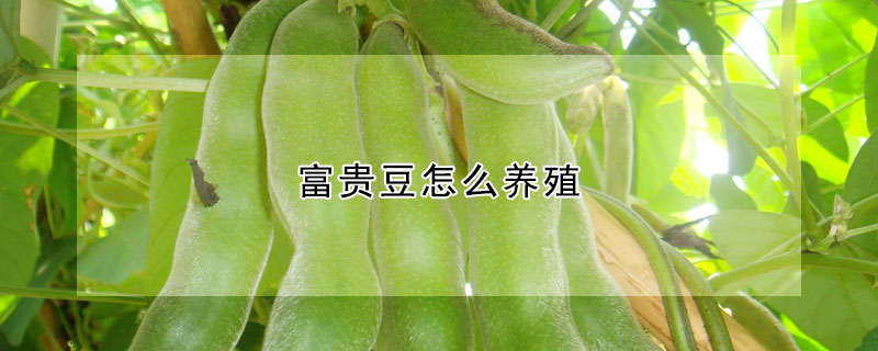 富貴豆怎么養(yǎng)殖