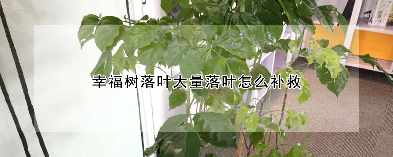 幸福樹(shù)落葉大量落葉怎么補(bǔ)救