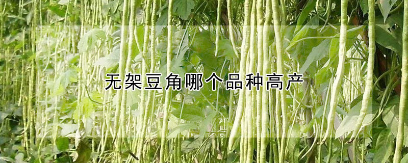 無架豆角哪個品種高產