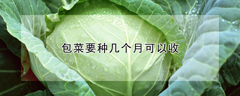 包菜要種幾個月可以收