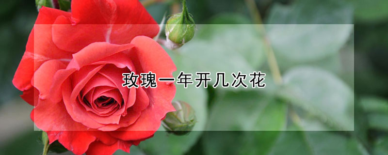 玫瑰一年開幾次花