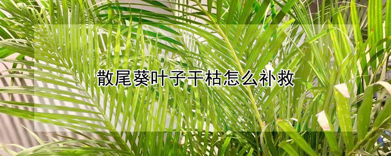 散尾葵葉子干枯怎么補(bǔ)救