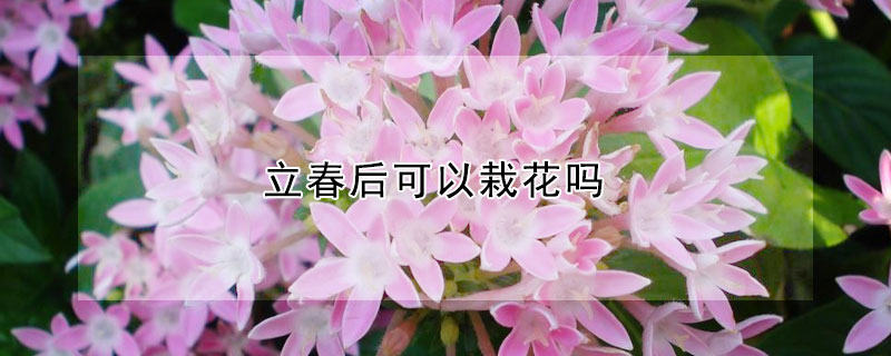 立春后可以栽花嗎