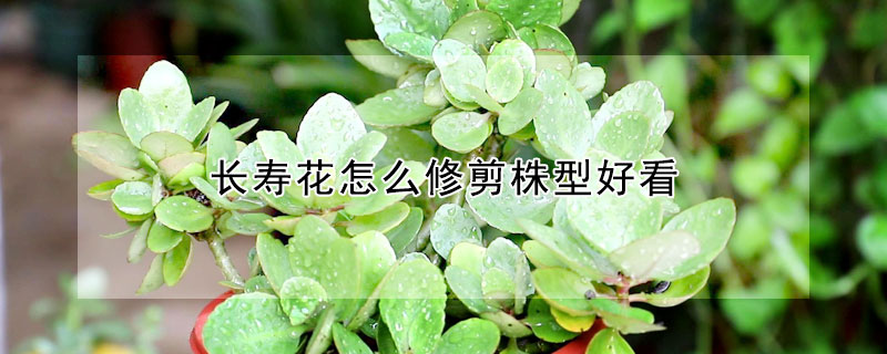 長壽花怎么修剪株型好看