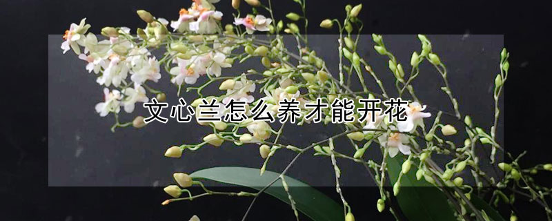 文心蘭怎么養(yǎng)才能開(kāi)花