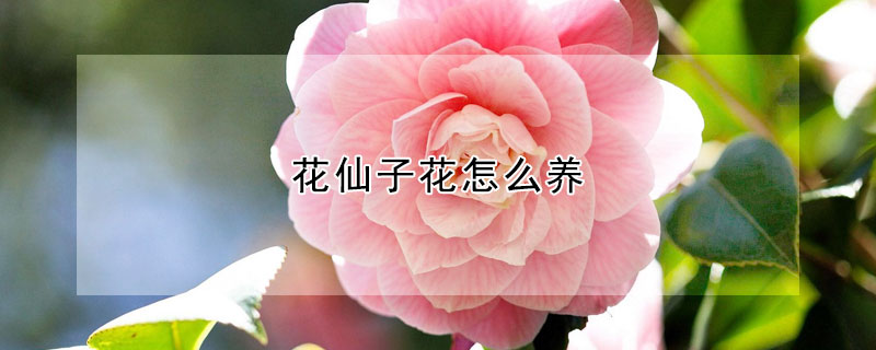 花仙子花怎么養