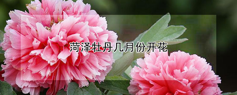 菏澤牡丹幾月份開花